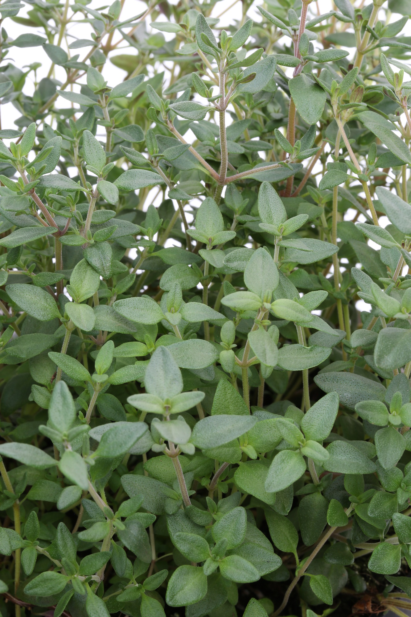 Thymian 2 1S1B7981